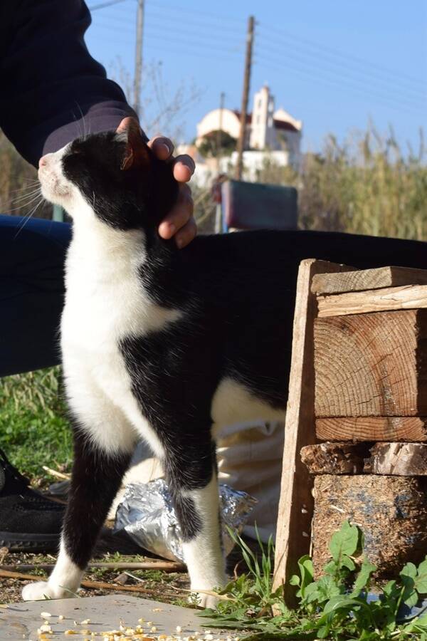 Cat Getting Pet