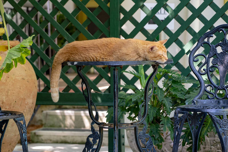 7 Places That Have Become Completely Overrun With Cats