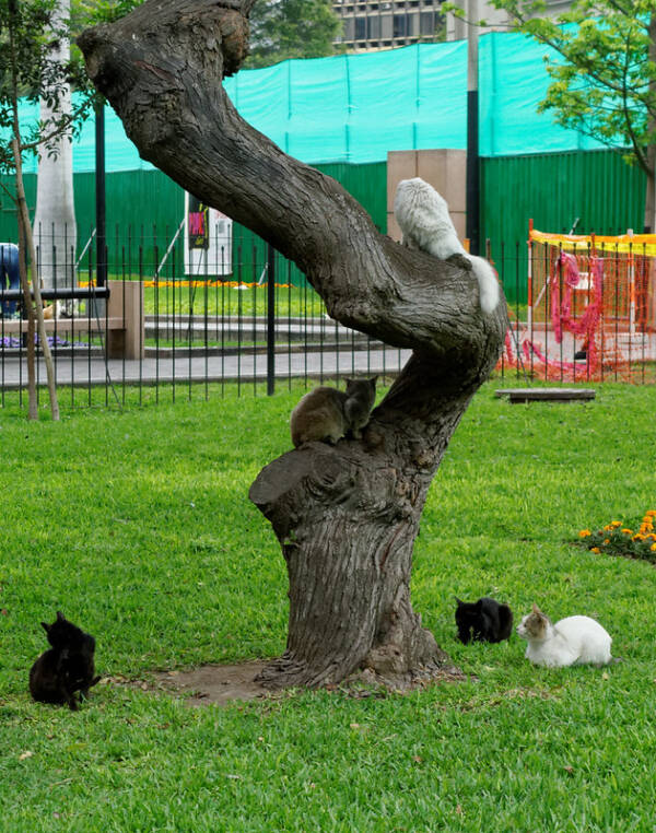 Cat Park In Lima