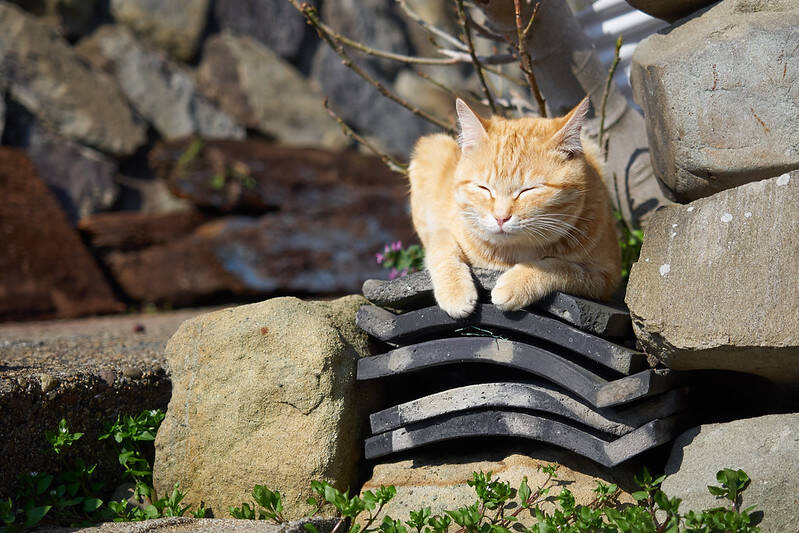 Aoshima: Sleepy Cat Island Where Felines Outnumber Humans