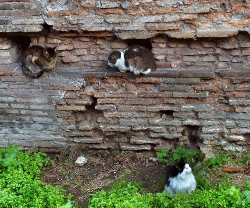 Cats At Roman City Sanctuary