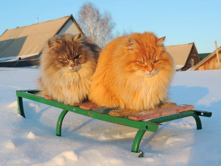 Cats On Sleigh