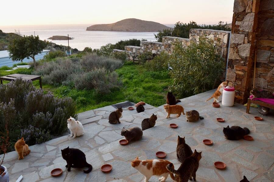 Cats On The Porch