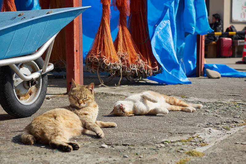 Cats Sleeping