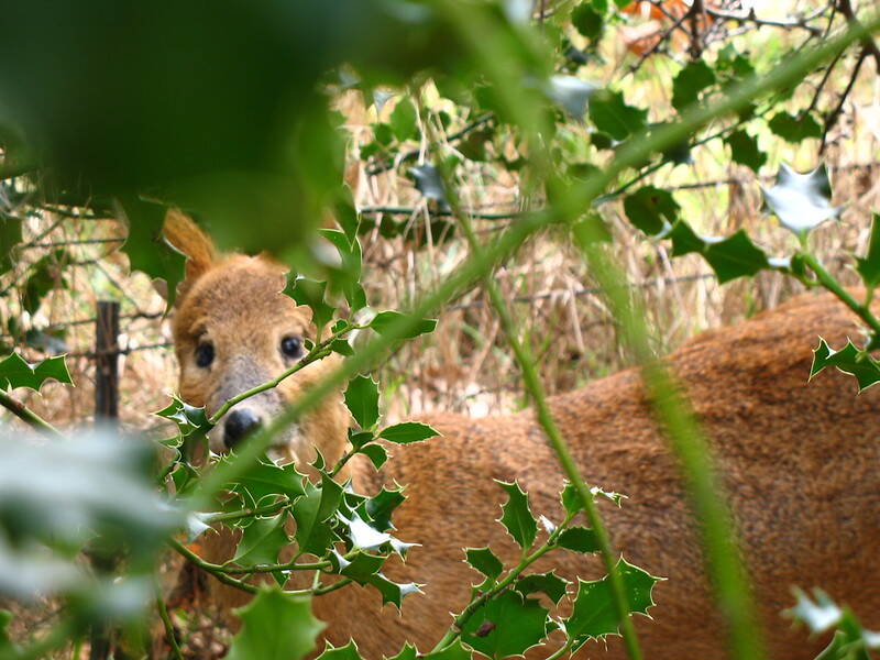 Chinese Water Deer Behind Brush