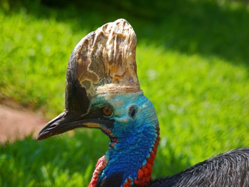Colorful Southern Cassowary Neck
