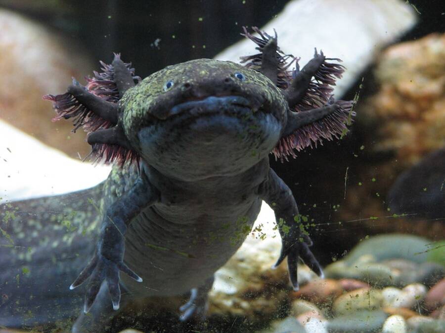 Dark Axolotl