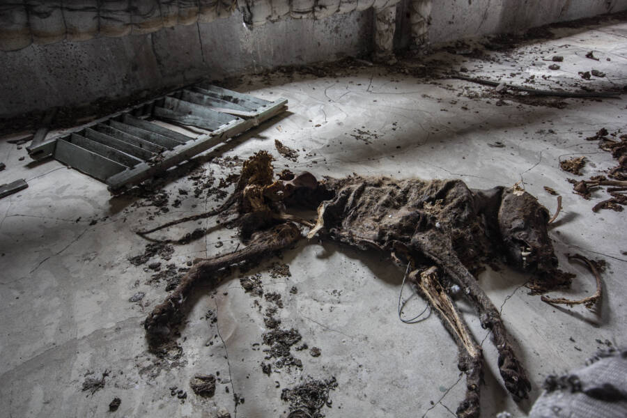 Dead Dog In Abandoned Hospital