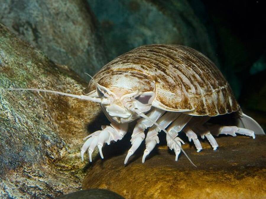 Deep Sea Giant Isopod