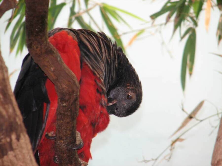 Dracula Parrot Cleaning Itself