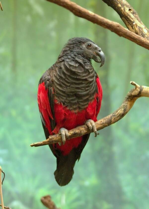 Dracula Parrot On A Branch