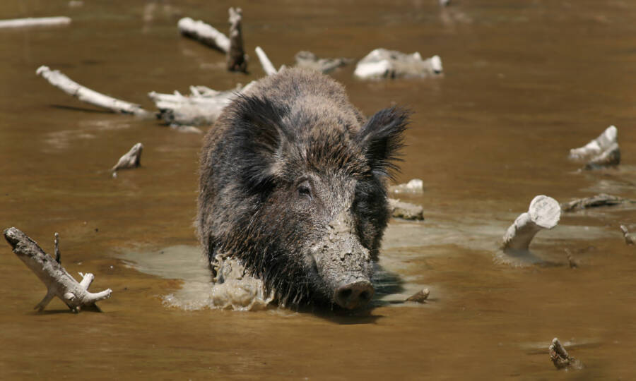 Feral Hog In Water