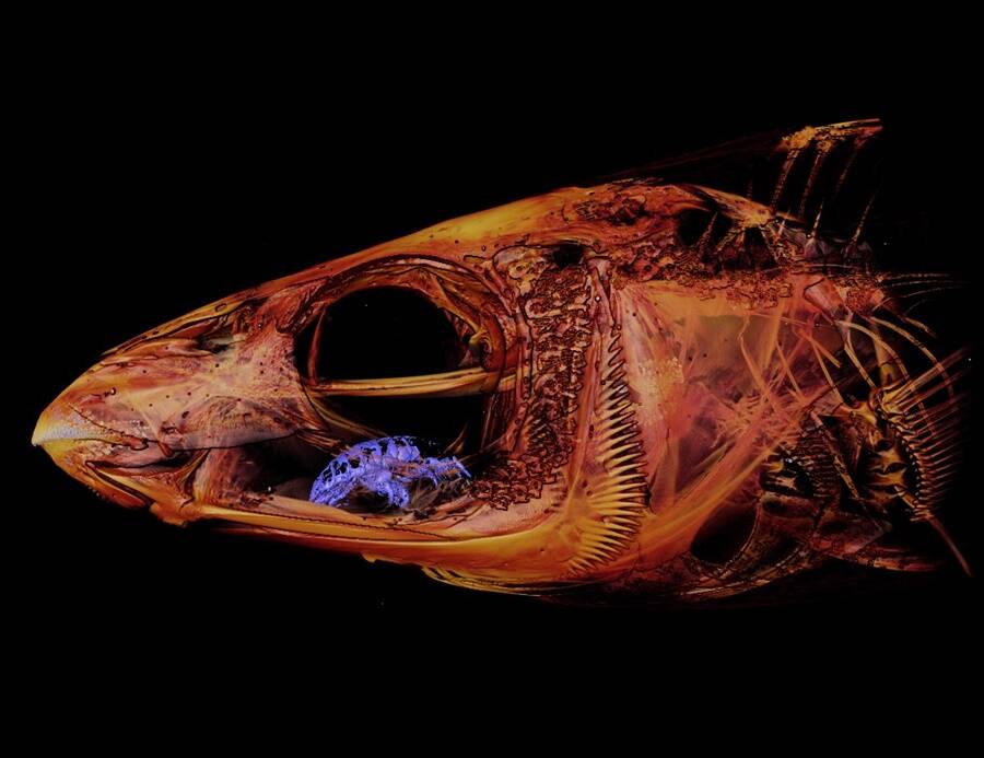 Fish Tongue Parasite X Ray