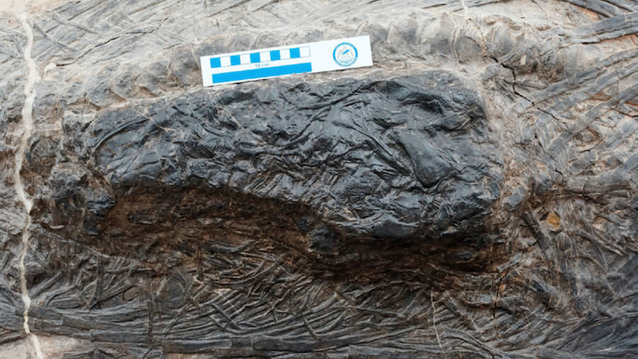 Fossilized Ichthyosaur Remains