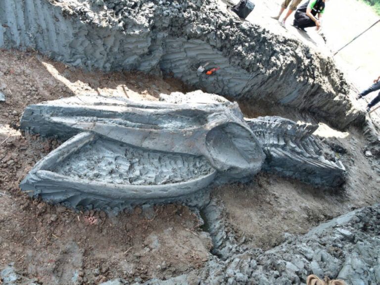 Well-Preserved, 5,000-Year-Old Whale Skeleton Discovered In Thailand