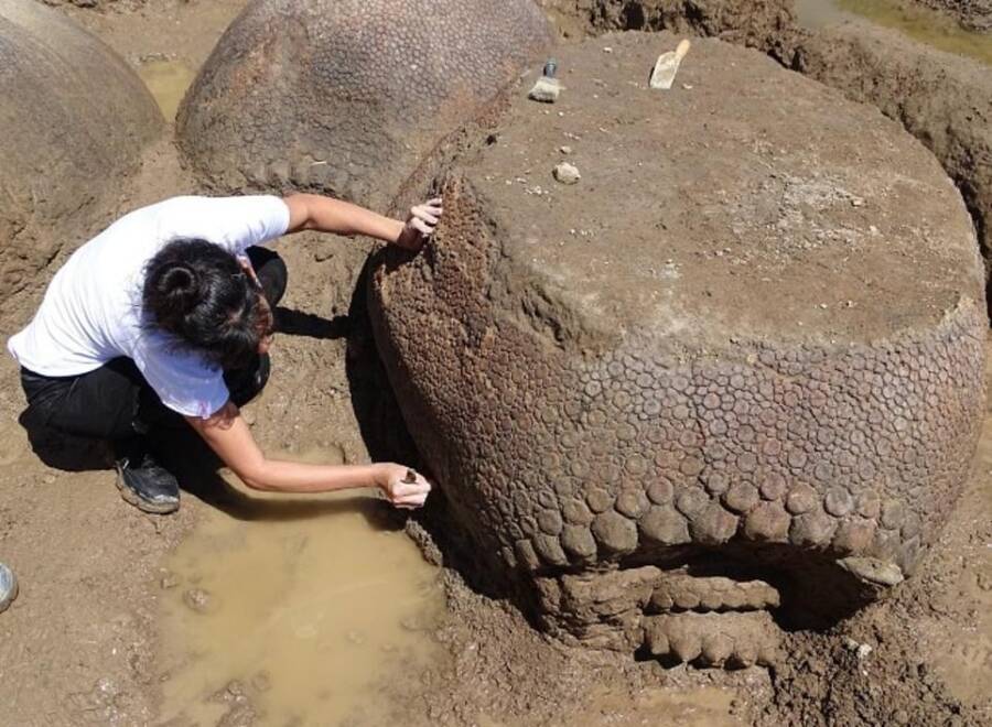 Giant Armadillo Fossils Being Washed