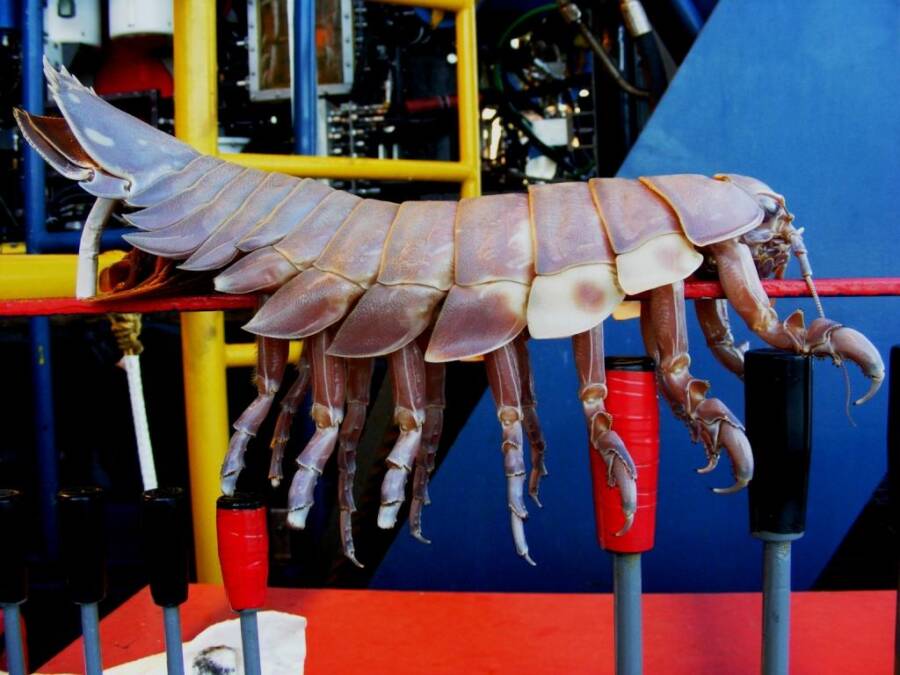 Giant Isopod From Gulf Of Mexico