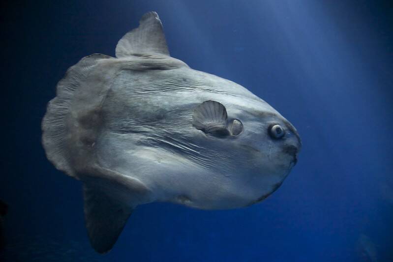 Giant Mola Mola