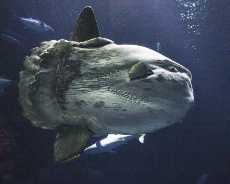 Giant Ocean Sunfish