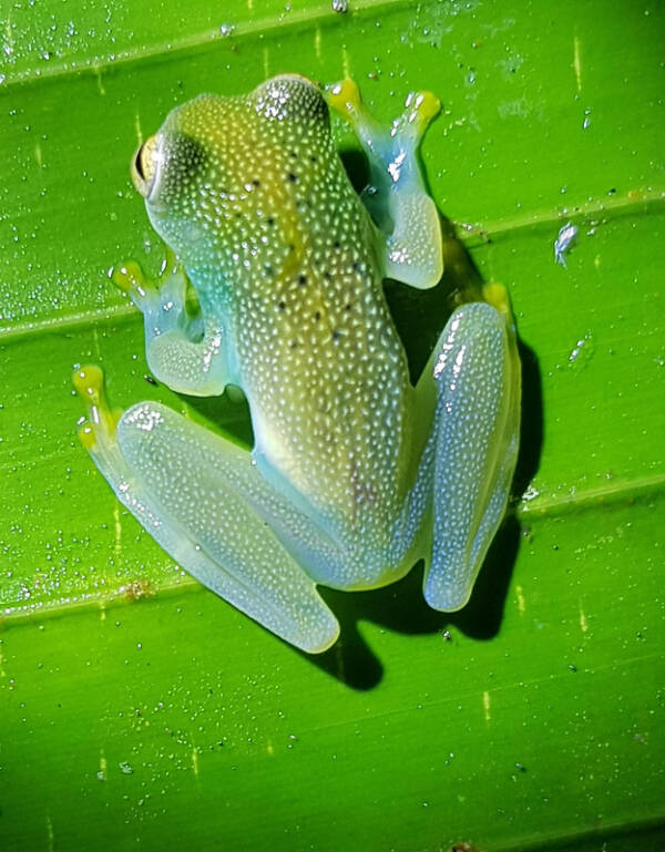 11 JawDroppingly Weird Animals That Are Too Alien To Be Earthly