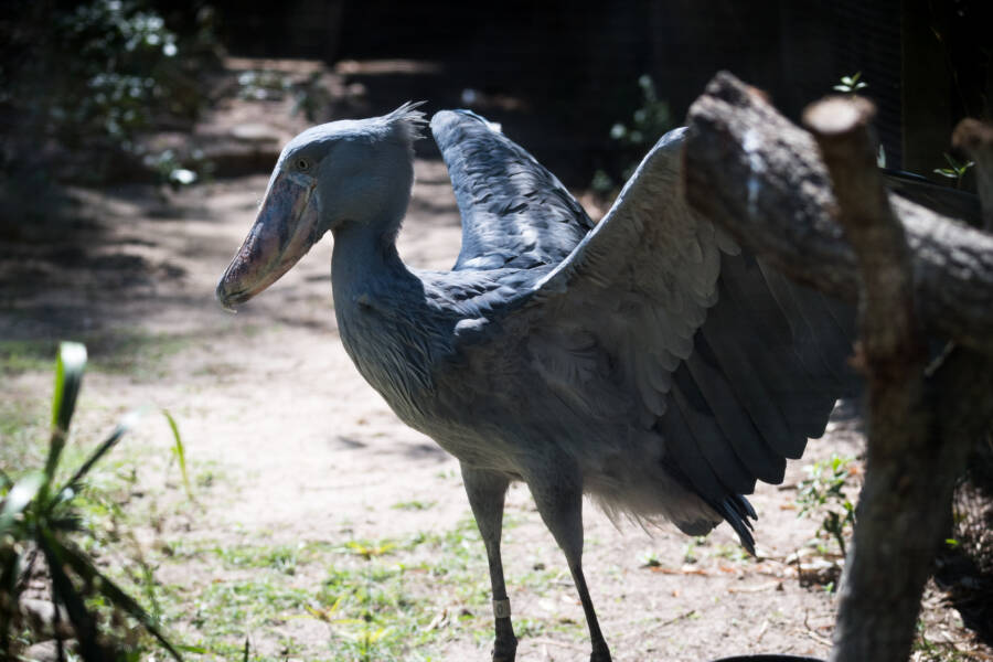 Gray Blue Shoebill Stork