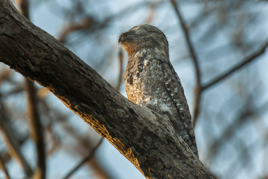 Great Potoo At Dusk