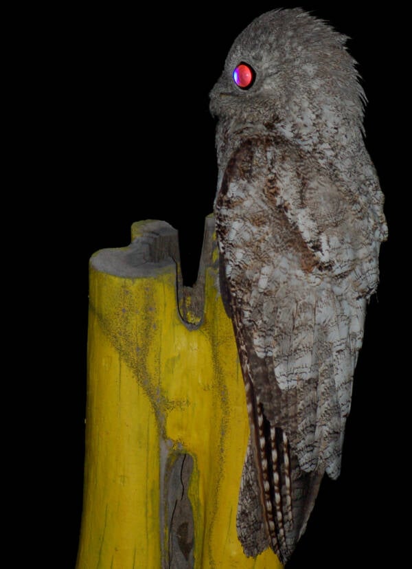 Great Potoo At Night