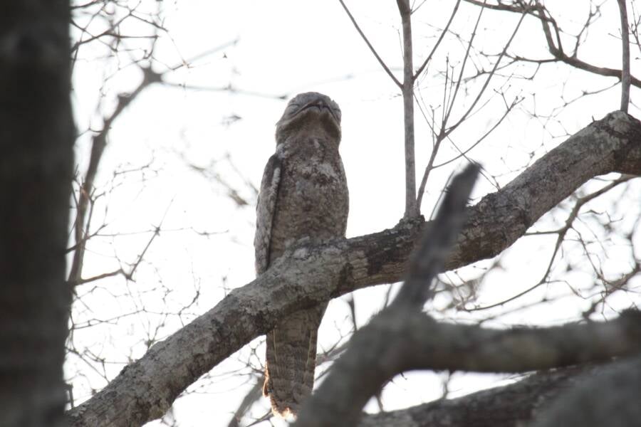 Scary Great Potoo Bird