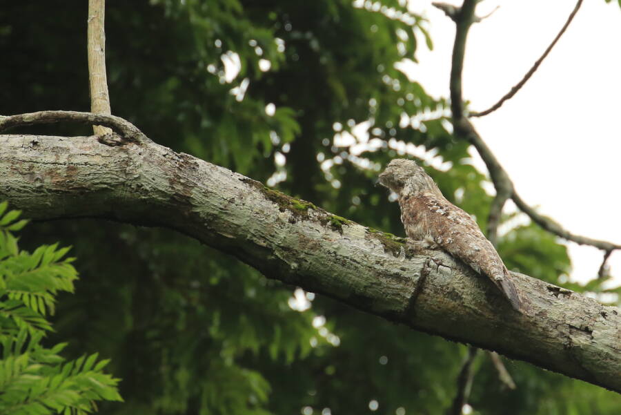 Great Potoo In The Forest