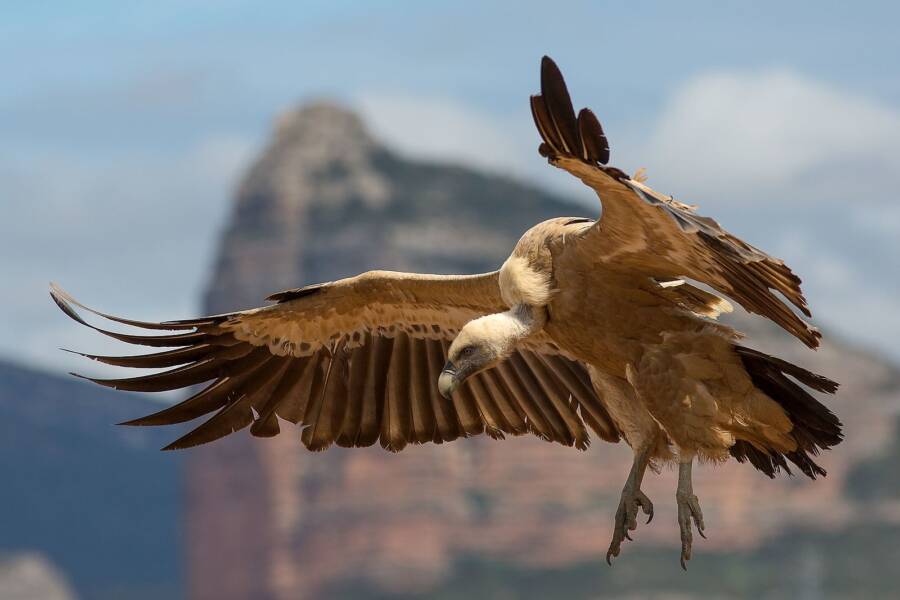 Griffon Vulture Landing