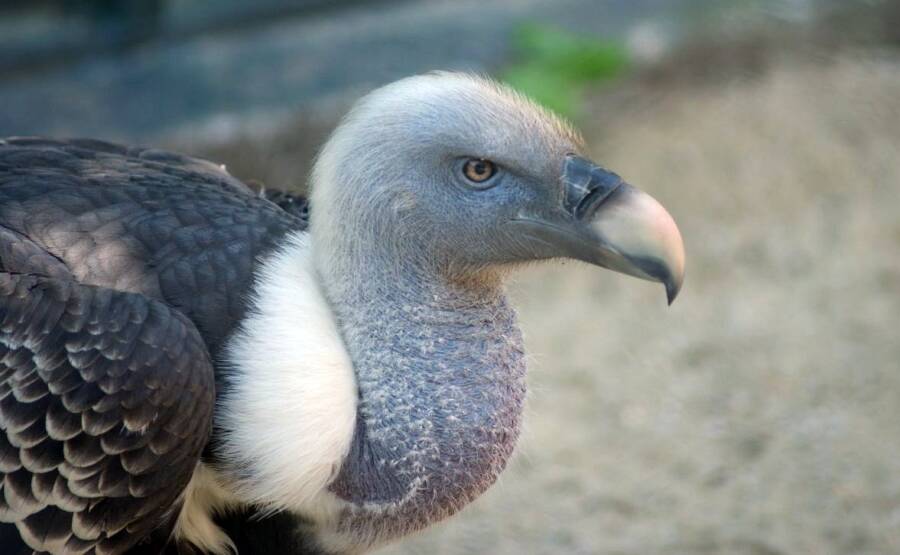 Griffon Vulture Neck