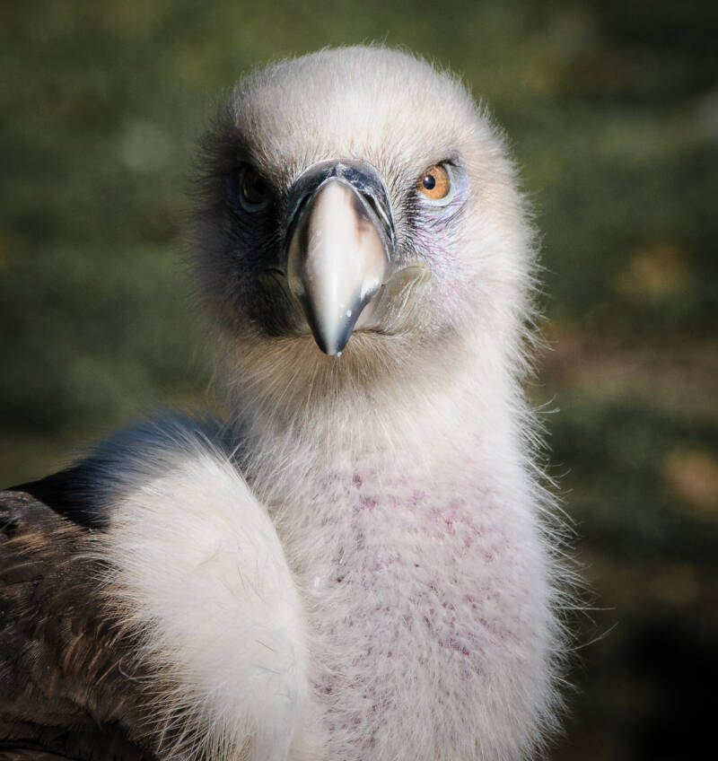 Griffon Vulture Staring