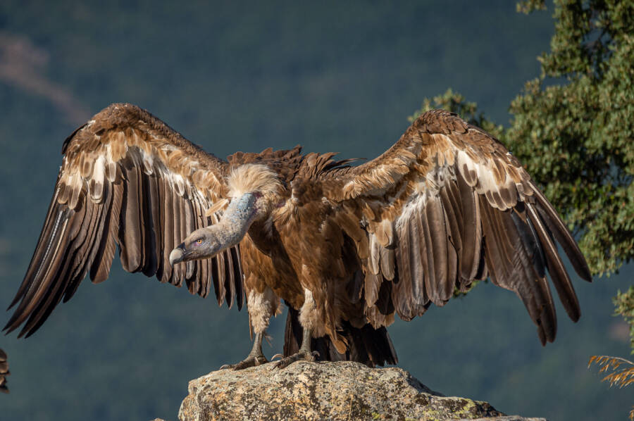 Griffon Vulture Wings