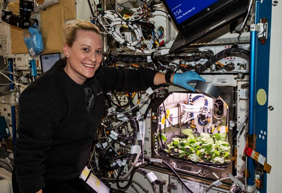 Growing Radishes In Space