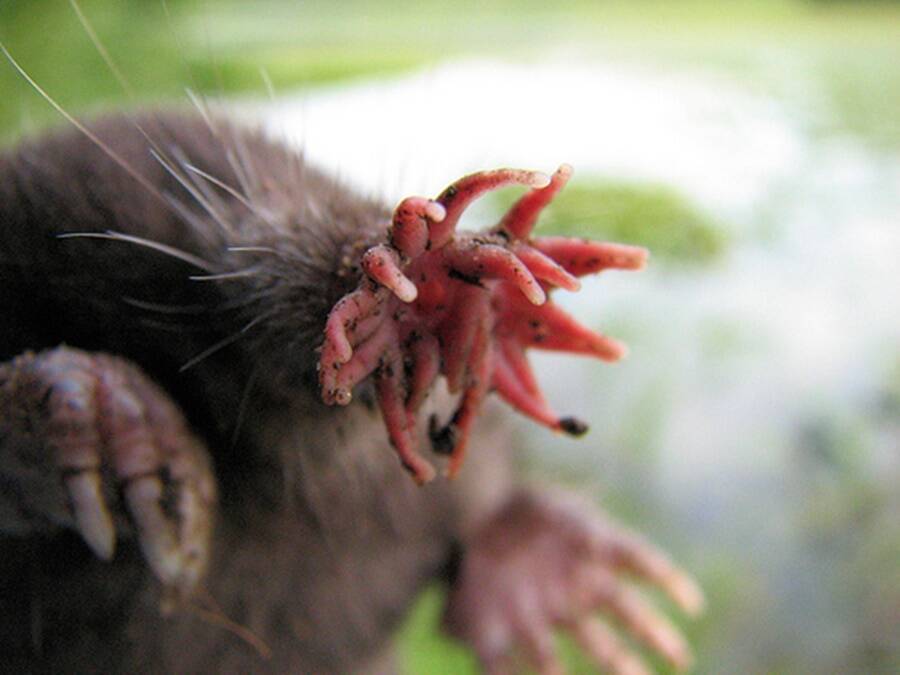 Head Of Star Nosed Mole