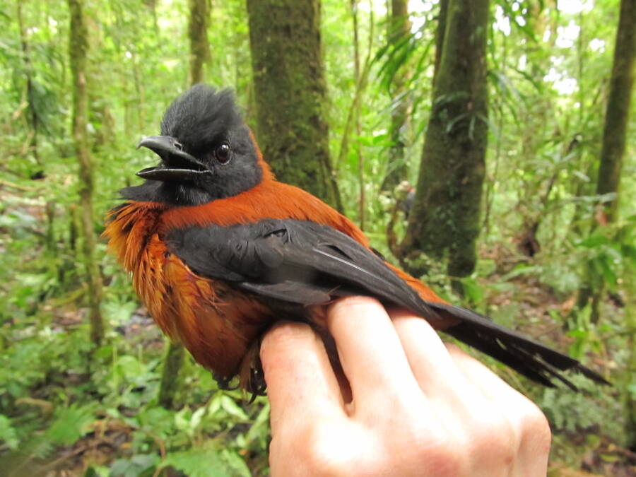 Scary Bird Hooded Pitohui Being Held