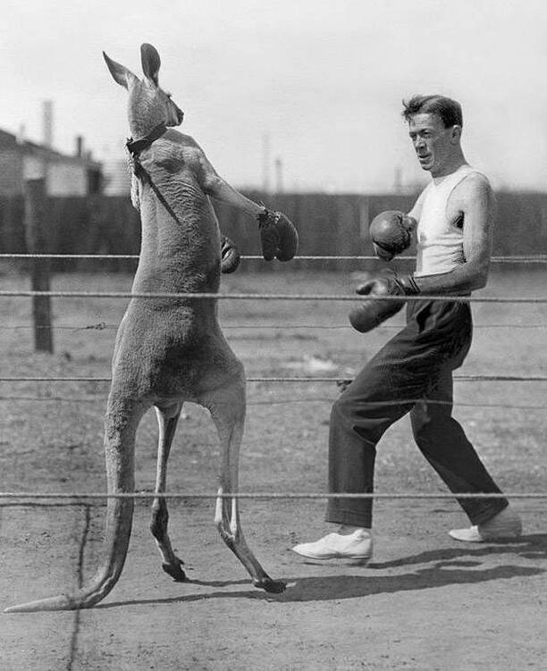 Strange Pictures Kangaroo Boxing