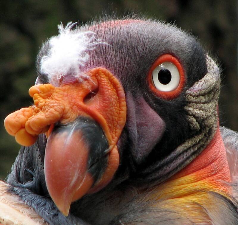 King Vulture Face Up Close
