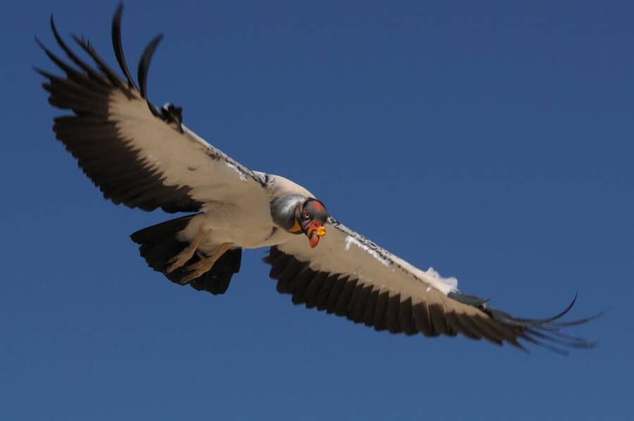 Scary King Vulture Bird