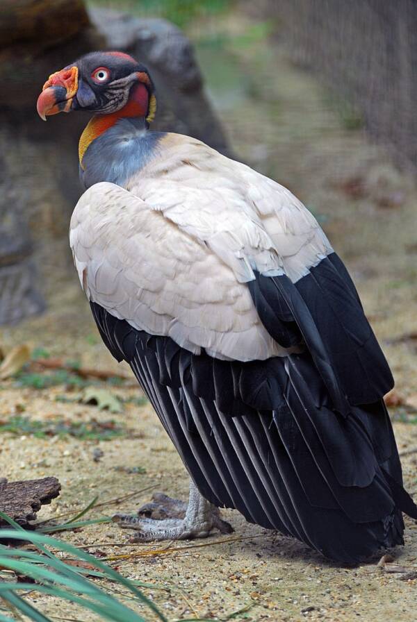 King Vulture In Washington Zoo