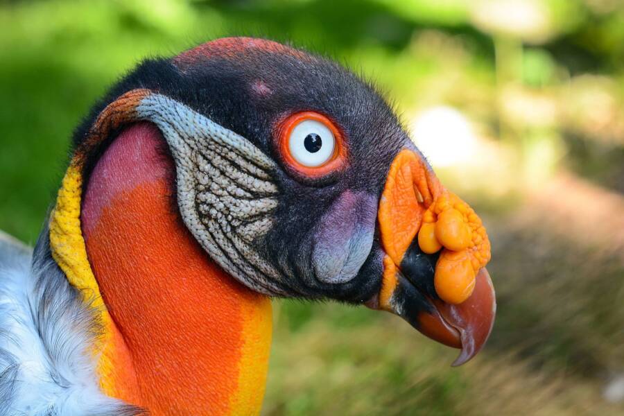 King Vulture Profile