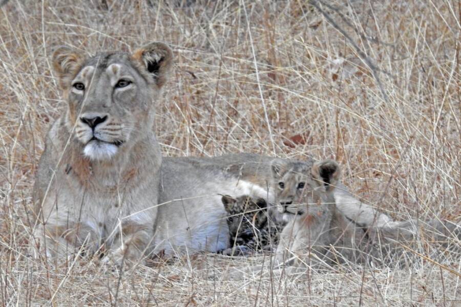 Lions And Adopted Baby Leopard