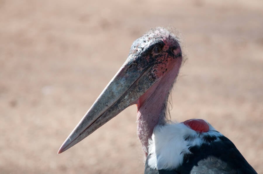 Marabou Stork Beak Up Close