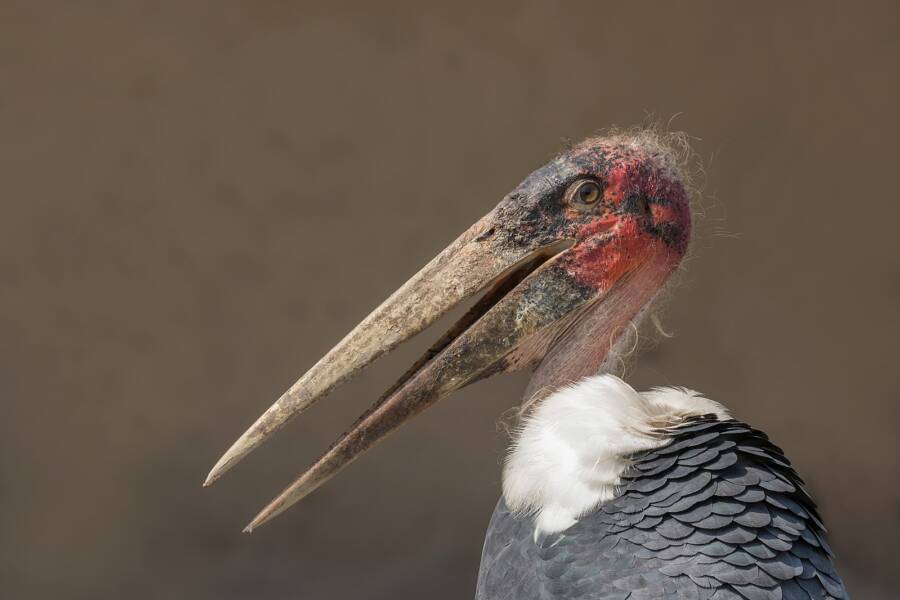 Marabou Stork Profile