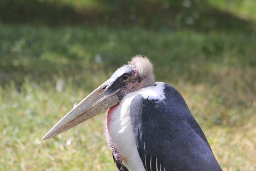Marabou Stork Slouching