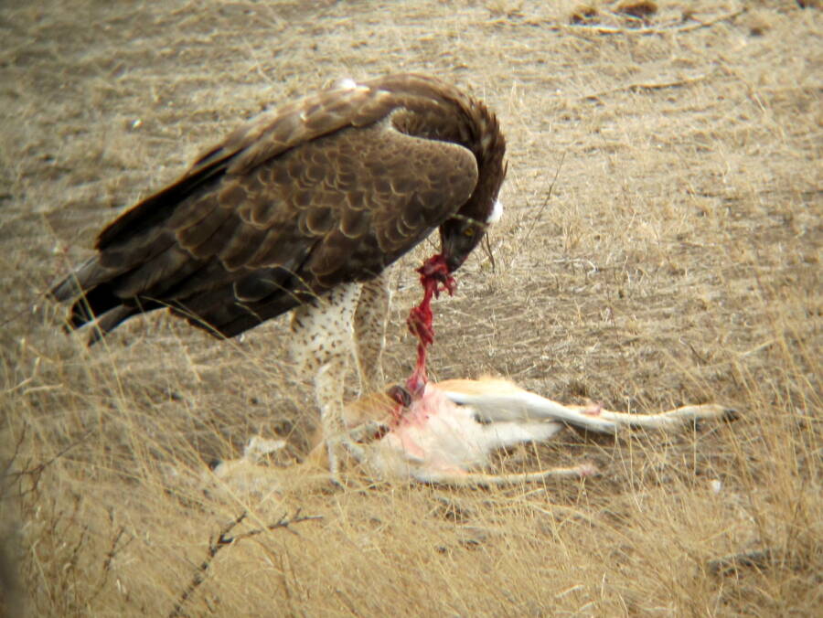 Martial Eagle Eating