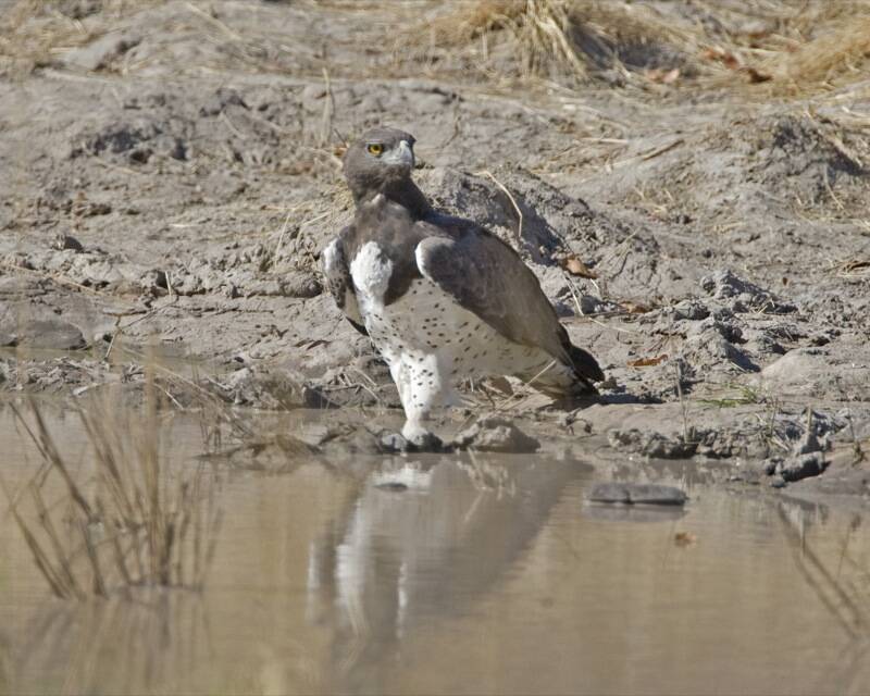 Martial Eagle In Water