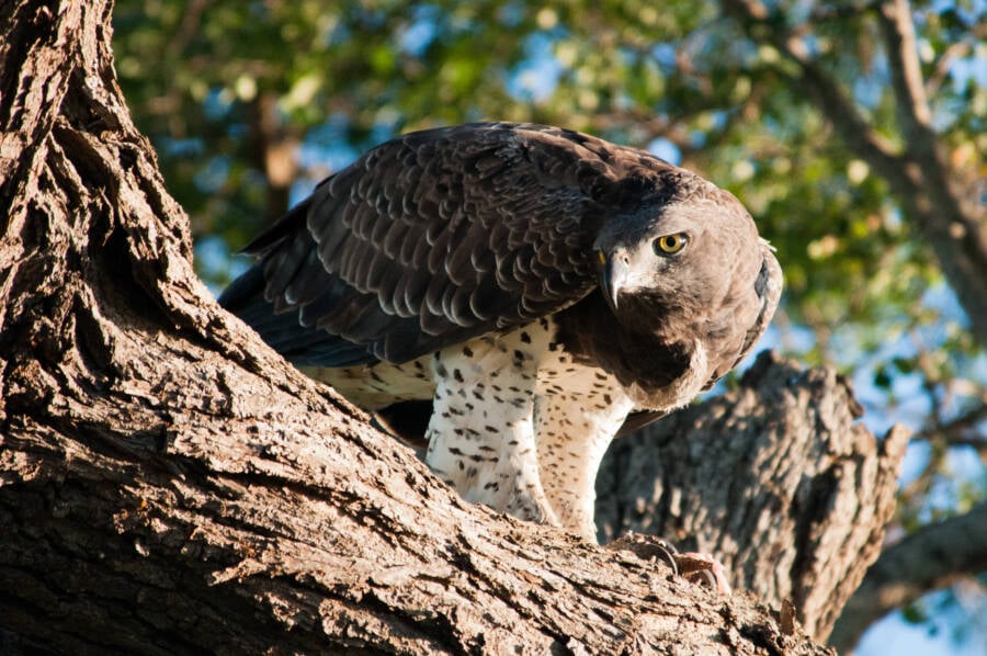 9 Scary Bird Species That Will Give You The Creeps