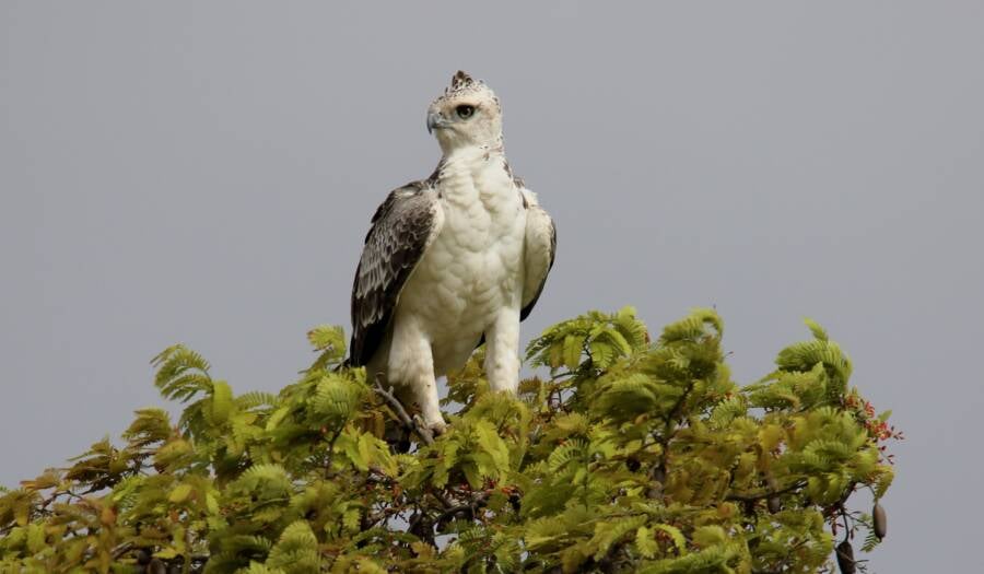 Martial Eagle On The Treetop