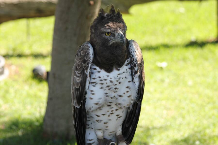 Martial Eagle Standing